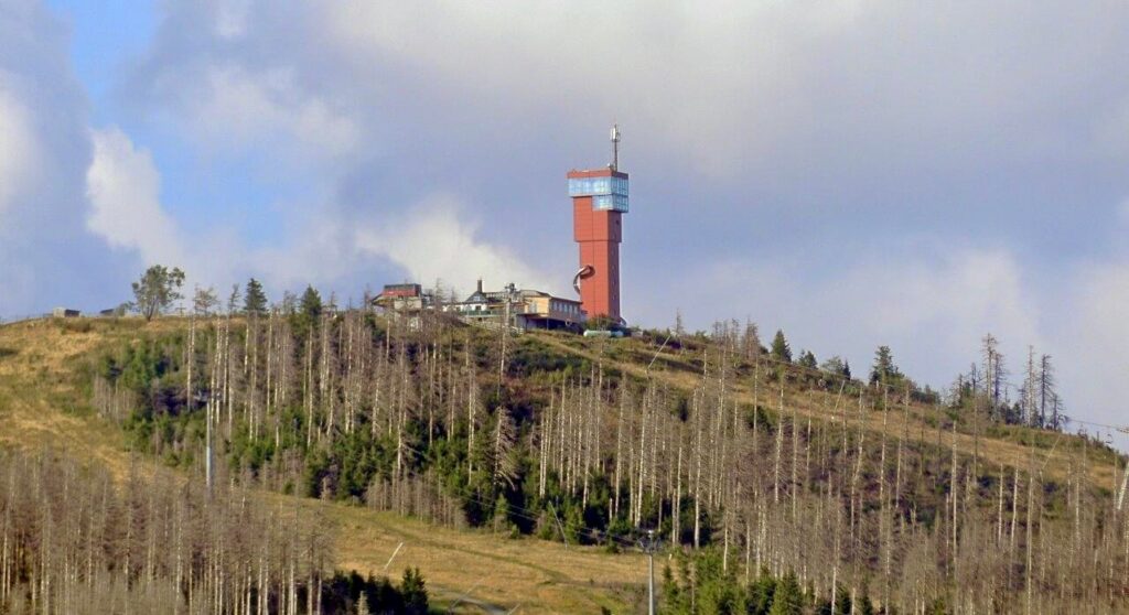 Tannen am Wurmberg